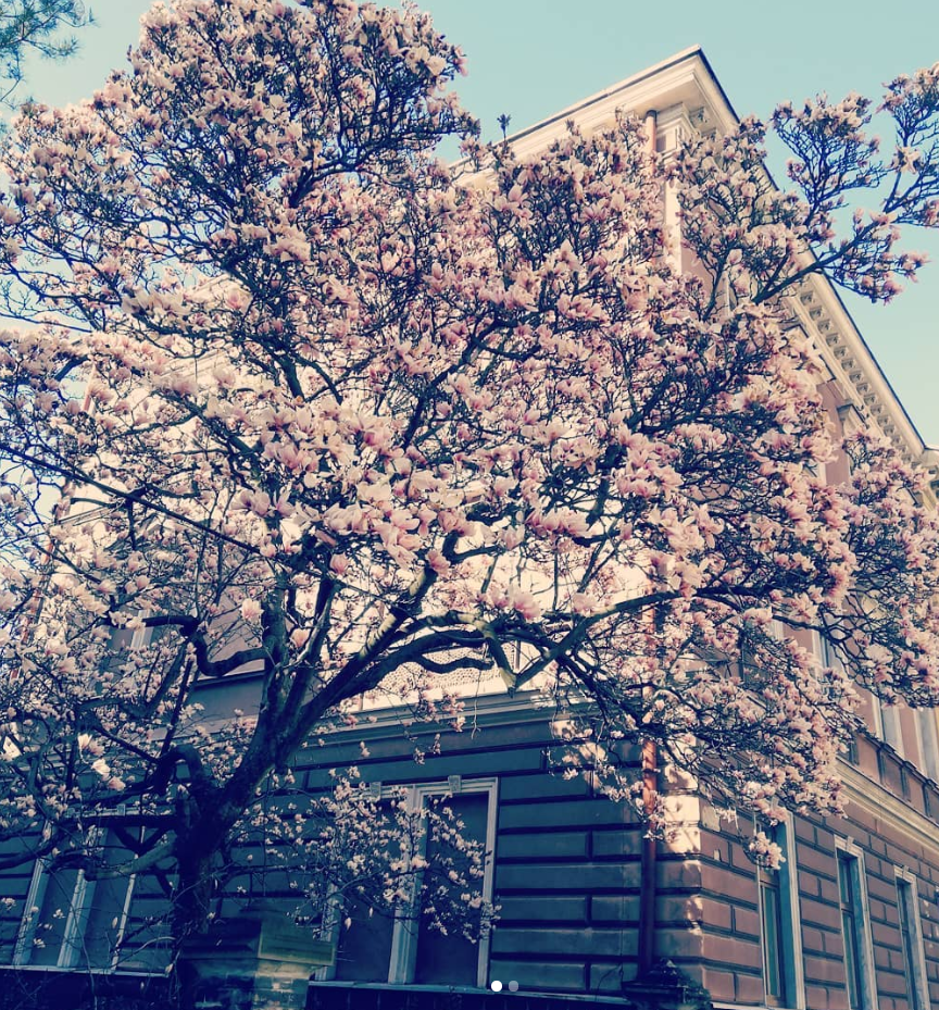 Magnoliacieszyn