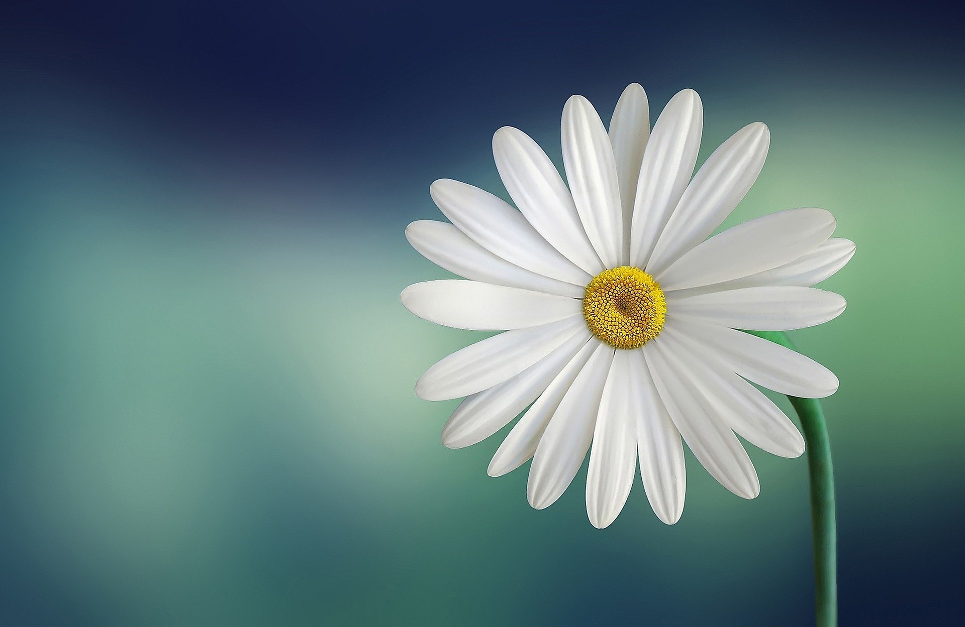 Marguerite 729510 1920