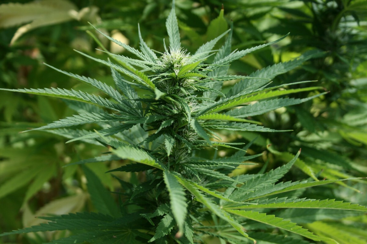 Marijuana plant green cannabis pot weed medicine natural 799753 jpg d