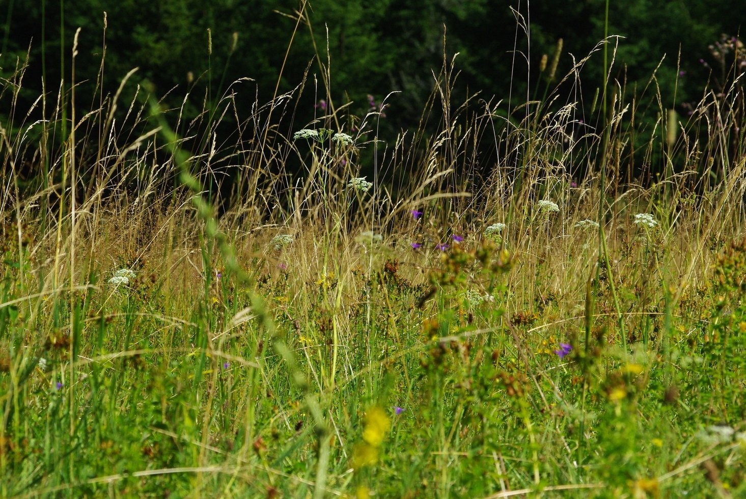 Meadow 4465786 1920