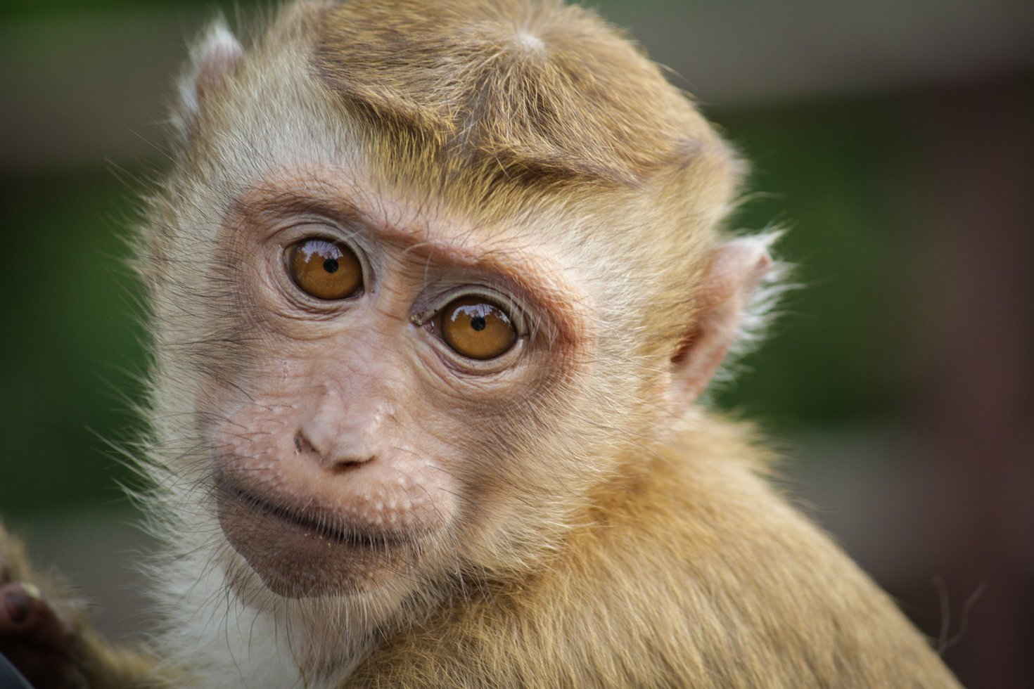 Monkey 4788331 1920