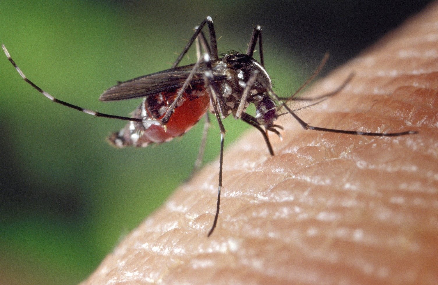 Mosquito 1332382 1920