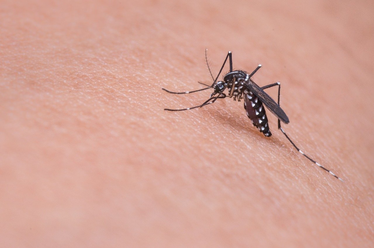 Mosquito 719613 1280