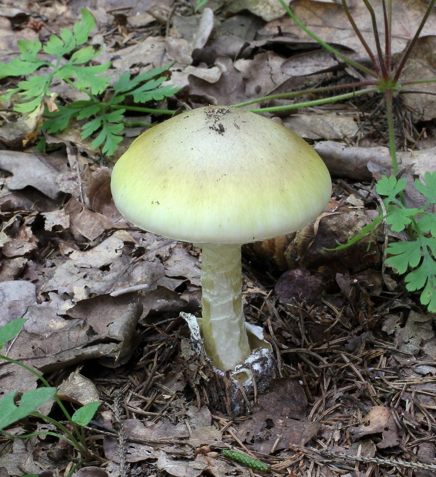 Mushroom 1063290 1920