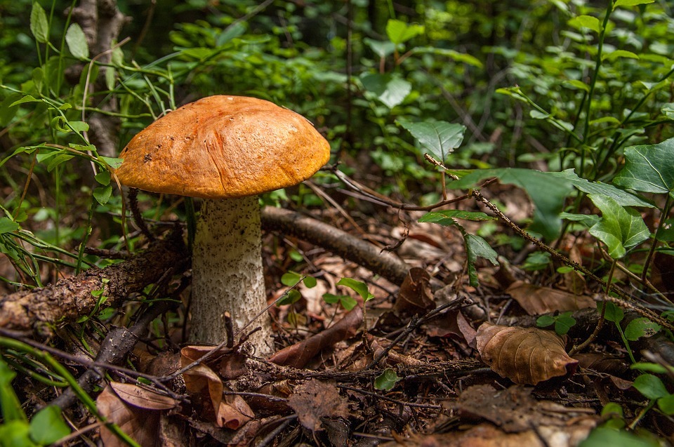 Mushrooms 2715993 960 720