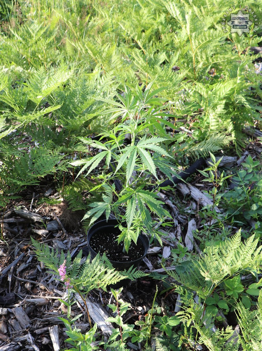 Nastolatek hodował konopie