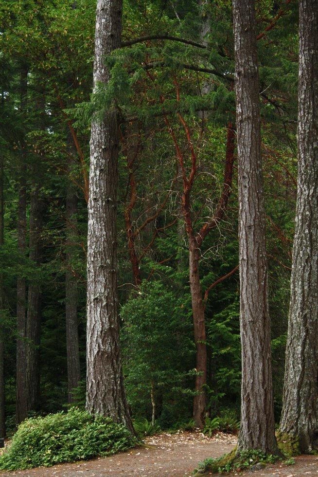 Northwest forest 964875 1920