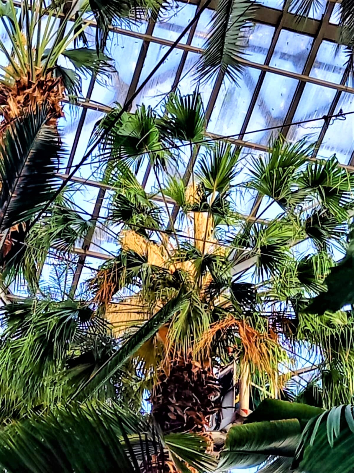 Palmiarnia w gliwicach