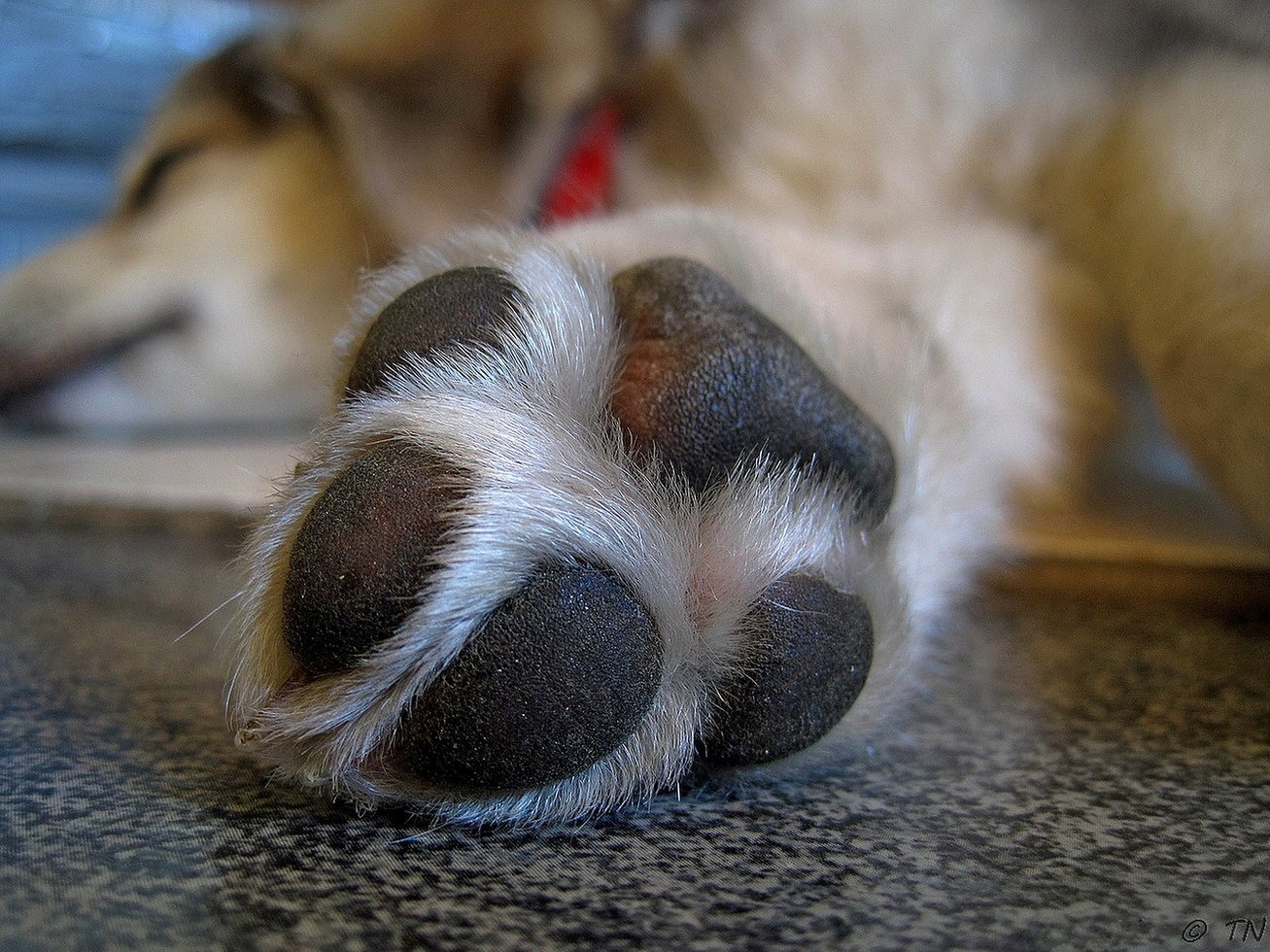 Paw 697837 1920