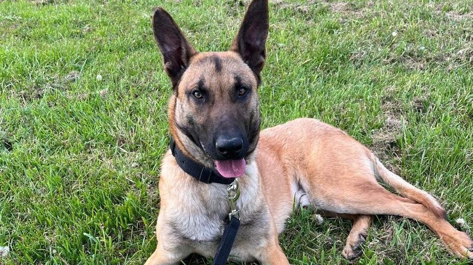 Pies slaskiej policji