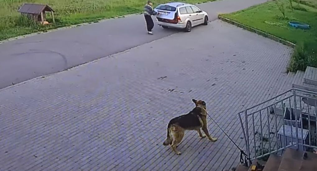 Pies schronisko zawiercie