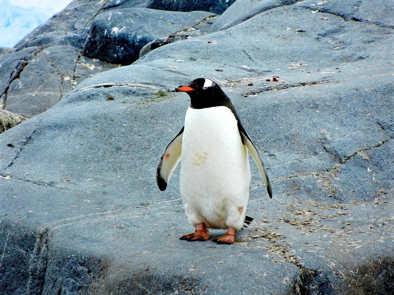 Pingwin