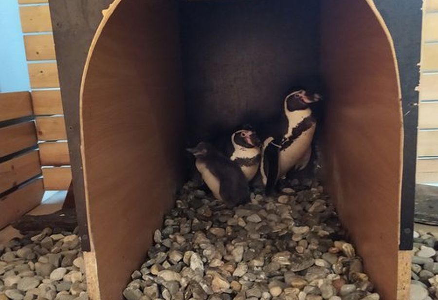 Pingwin slaskie zoo