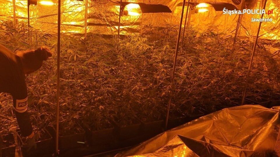 Plantacja konopi w jaworznie