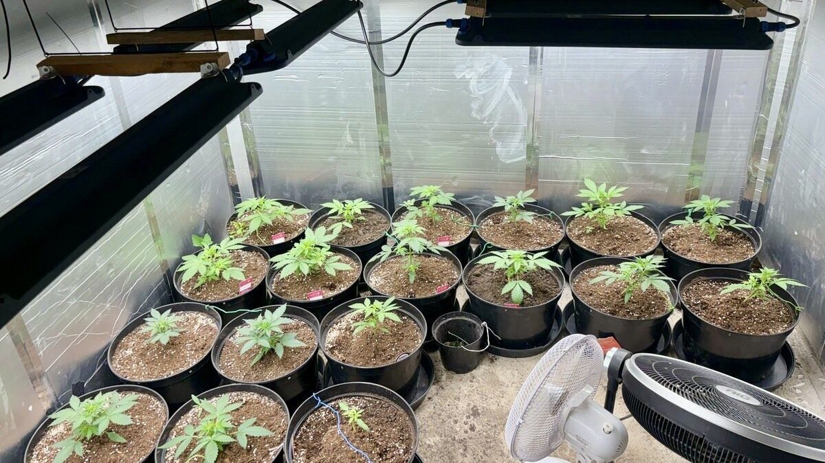 Plantacja konopi w sosnowcu
