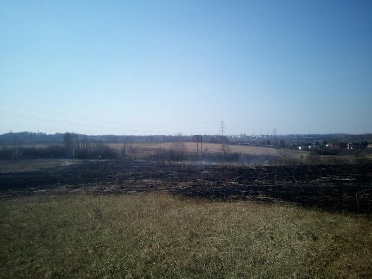 Podpalone trawy w Wojkowicach