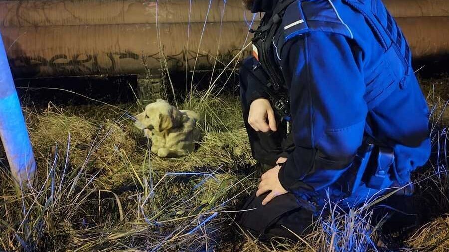 Policjanci z czestochowy uratowali psa