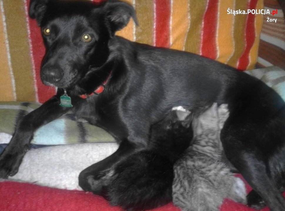 Policjant ratuje koty 3