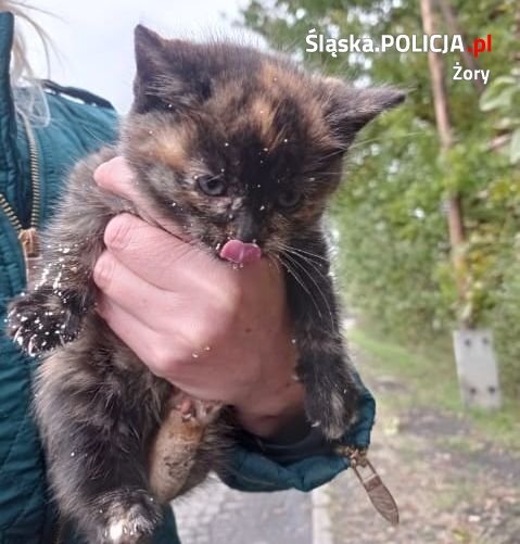 Policjant ratuje koty 6