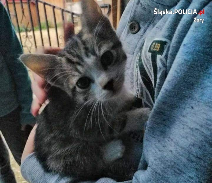 Policjant ratuje koty 9