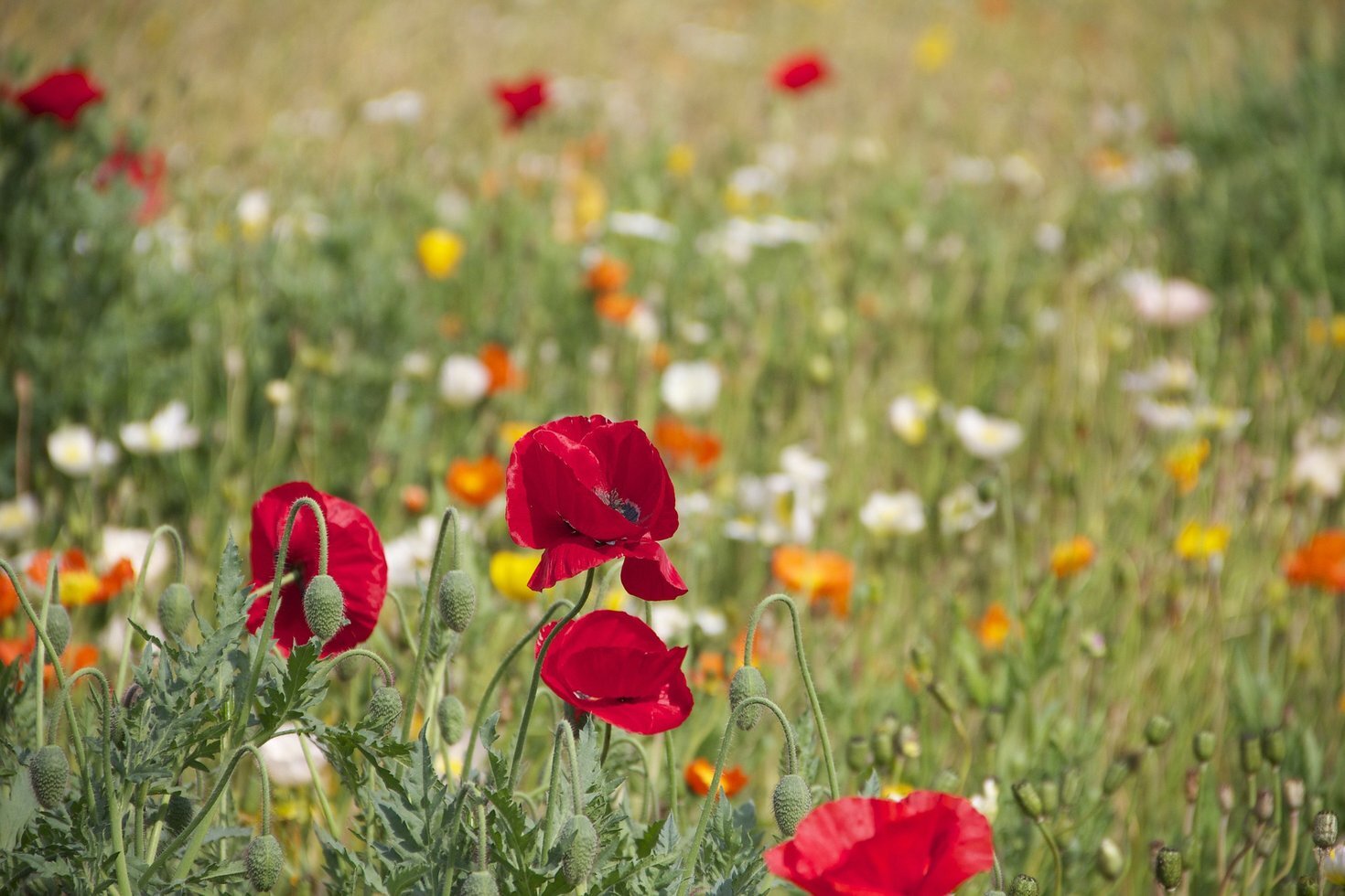 Poppies 199099 1920