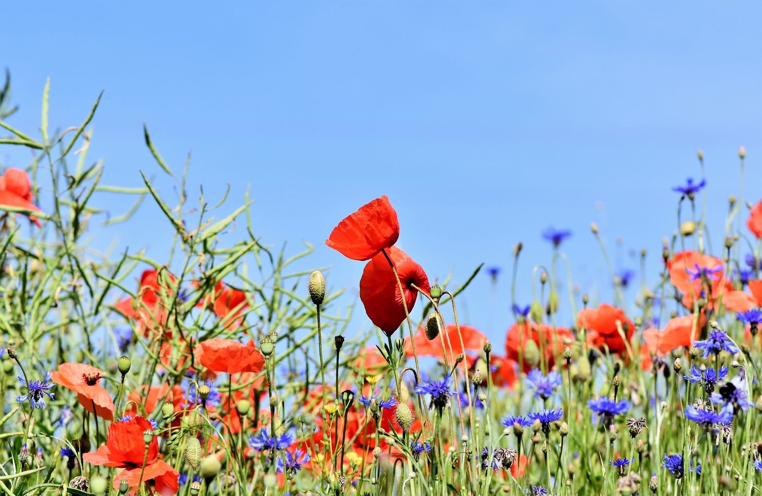 Poppy 3441348 1920