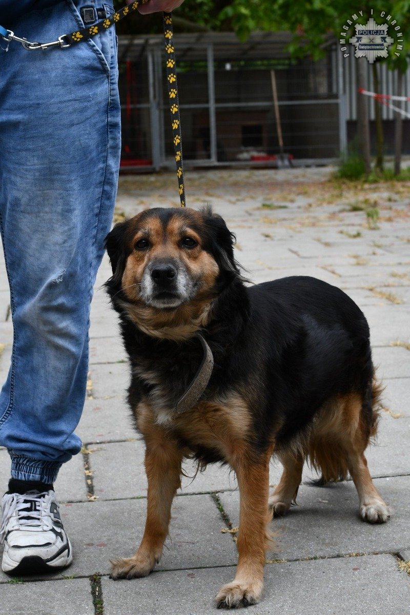 Porzucenie psa swietochłowice