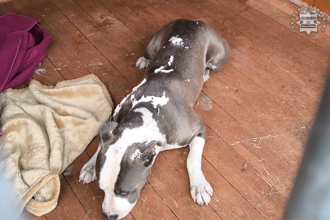 Porzucenie psa swietochlowice