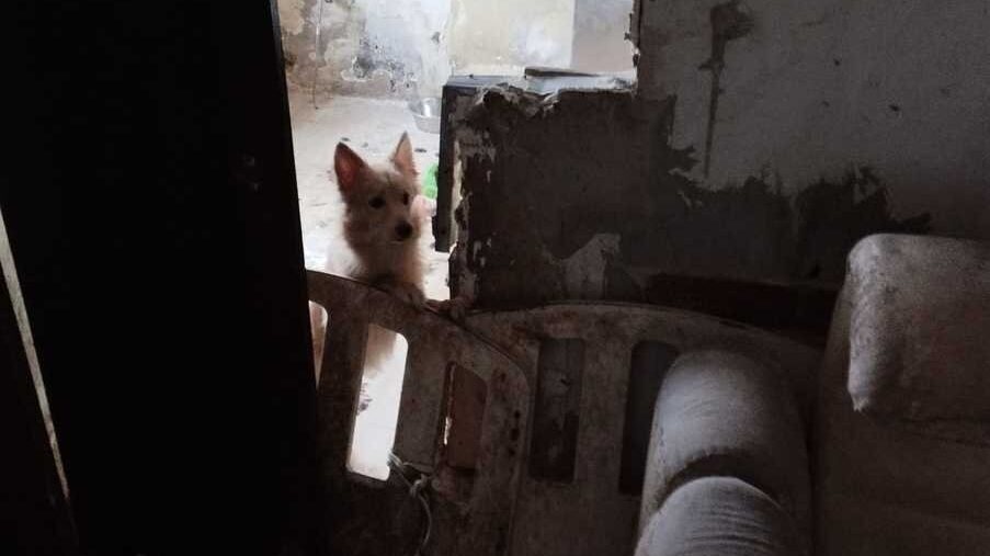 Porzucone psy w swietochlowicach