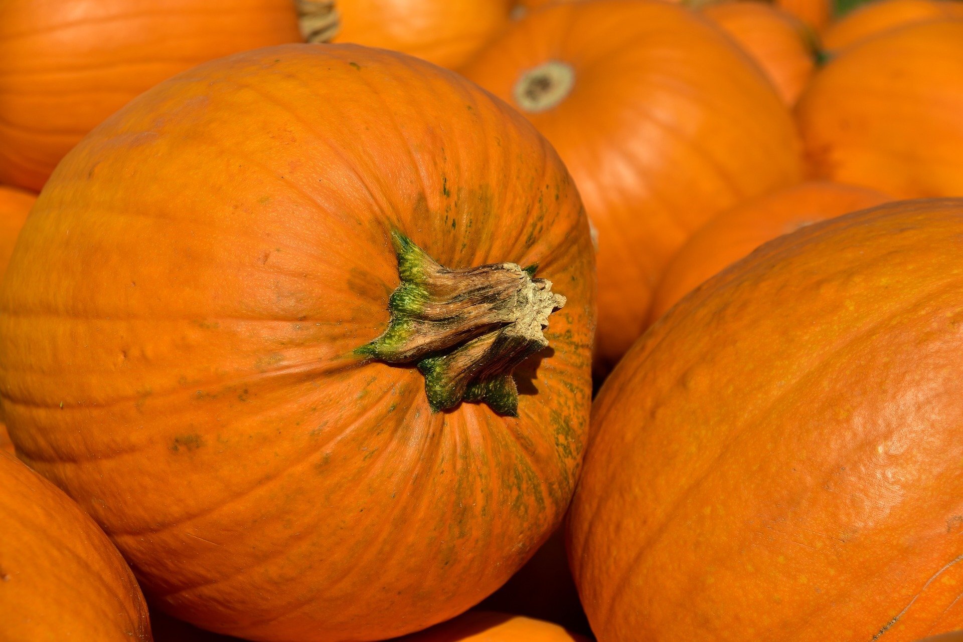 Pumpkin 3636243 1920