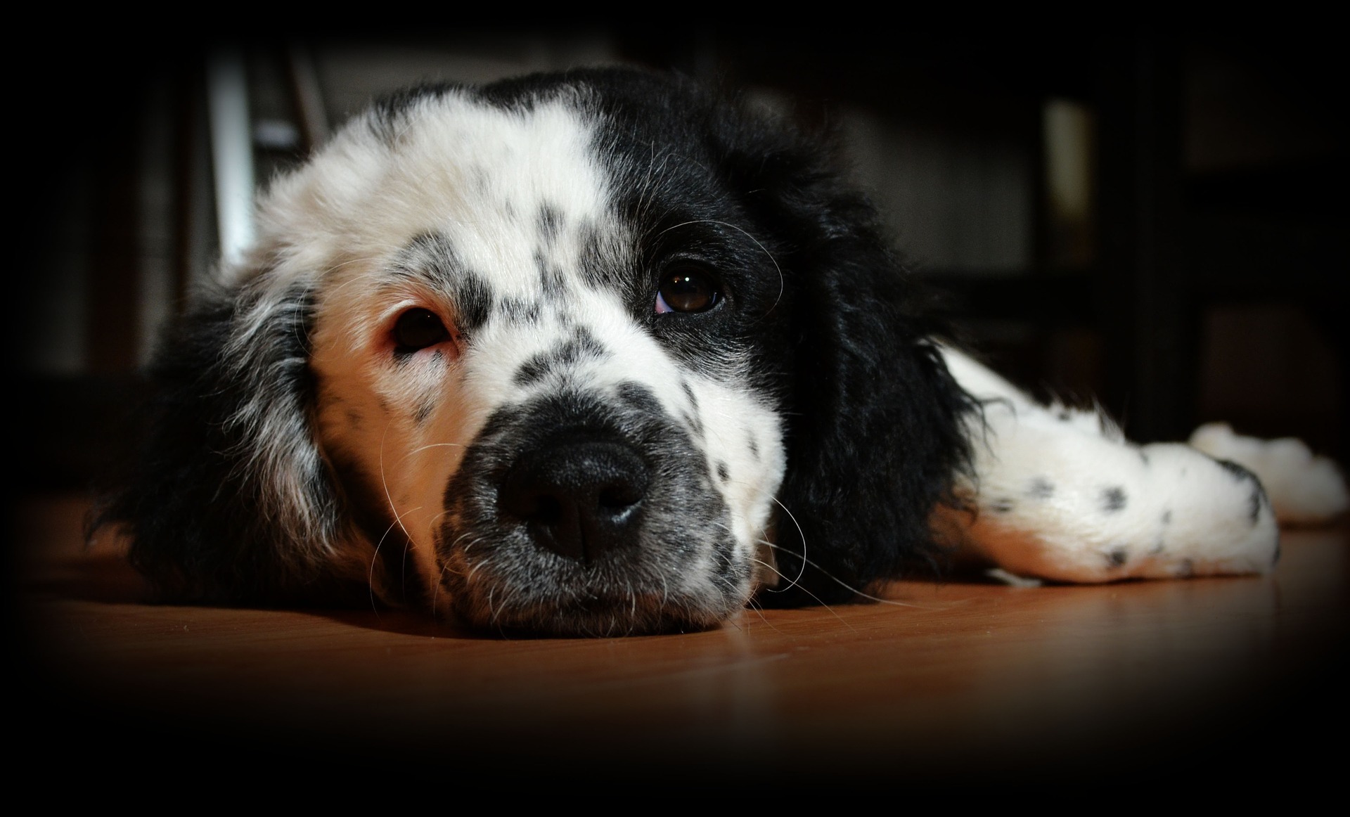 Puppy 1171530 1920