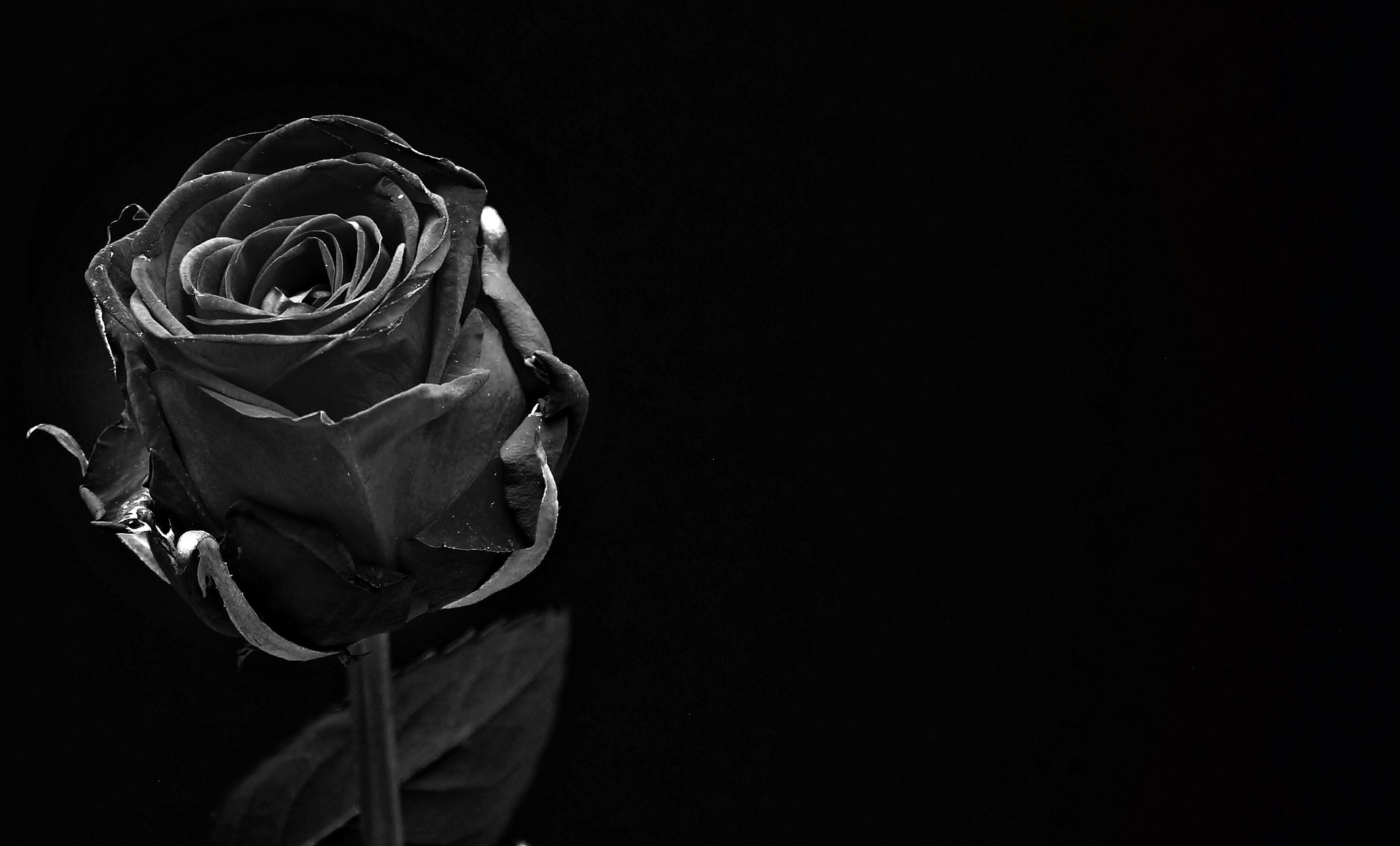 Rose 1460773 1920