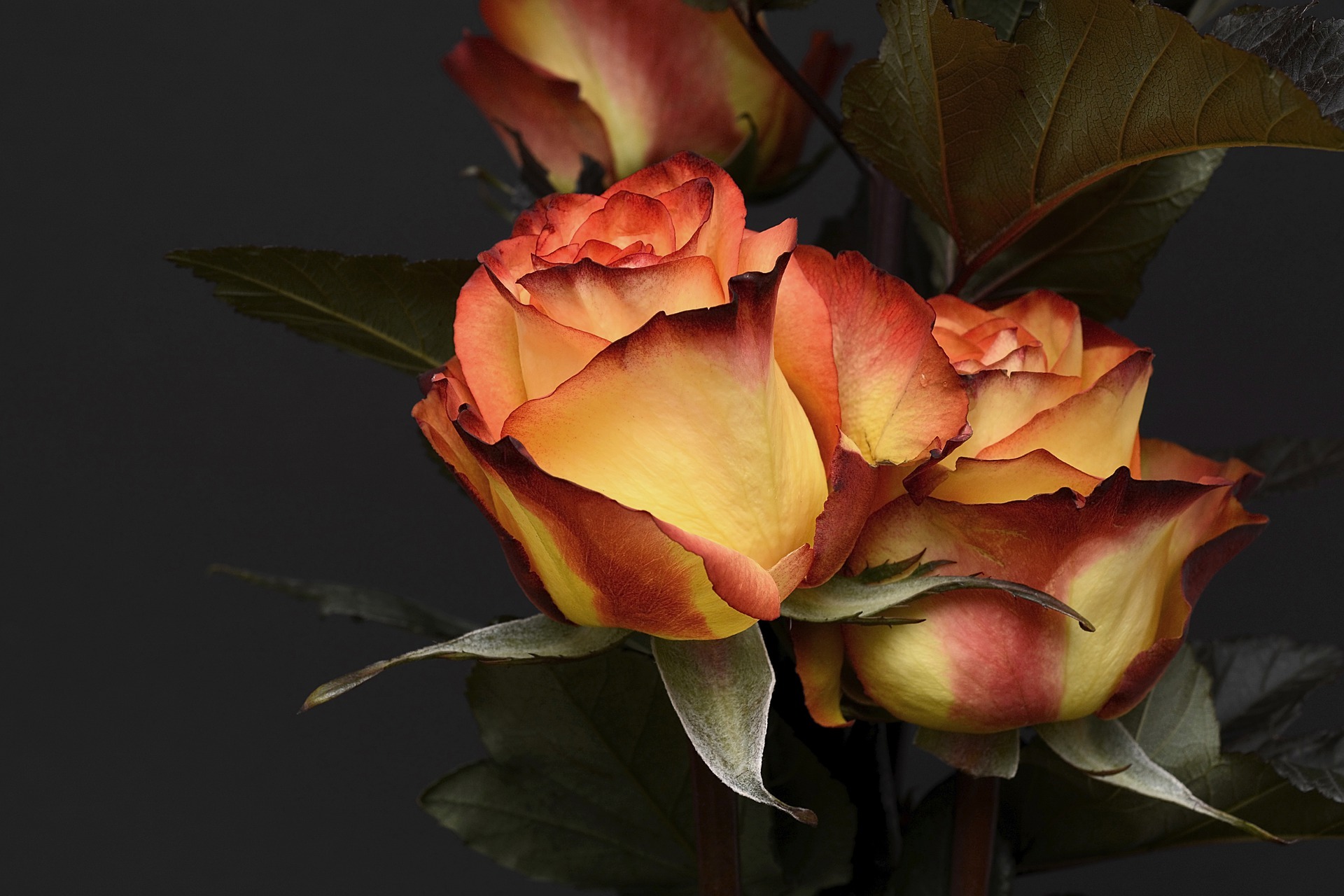 Rose 3063284 1920