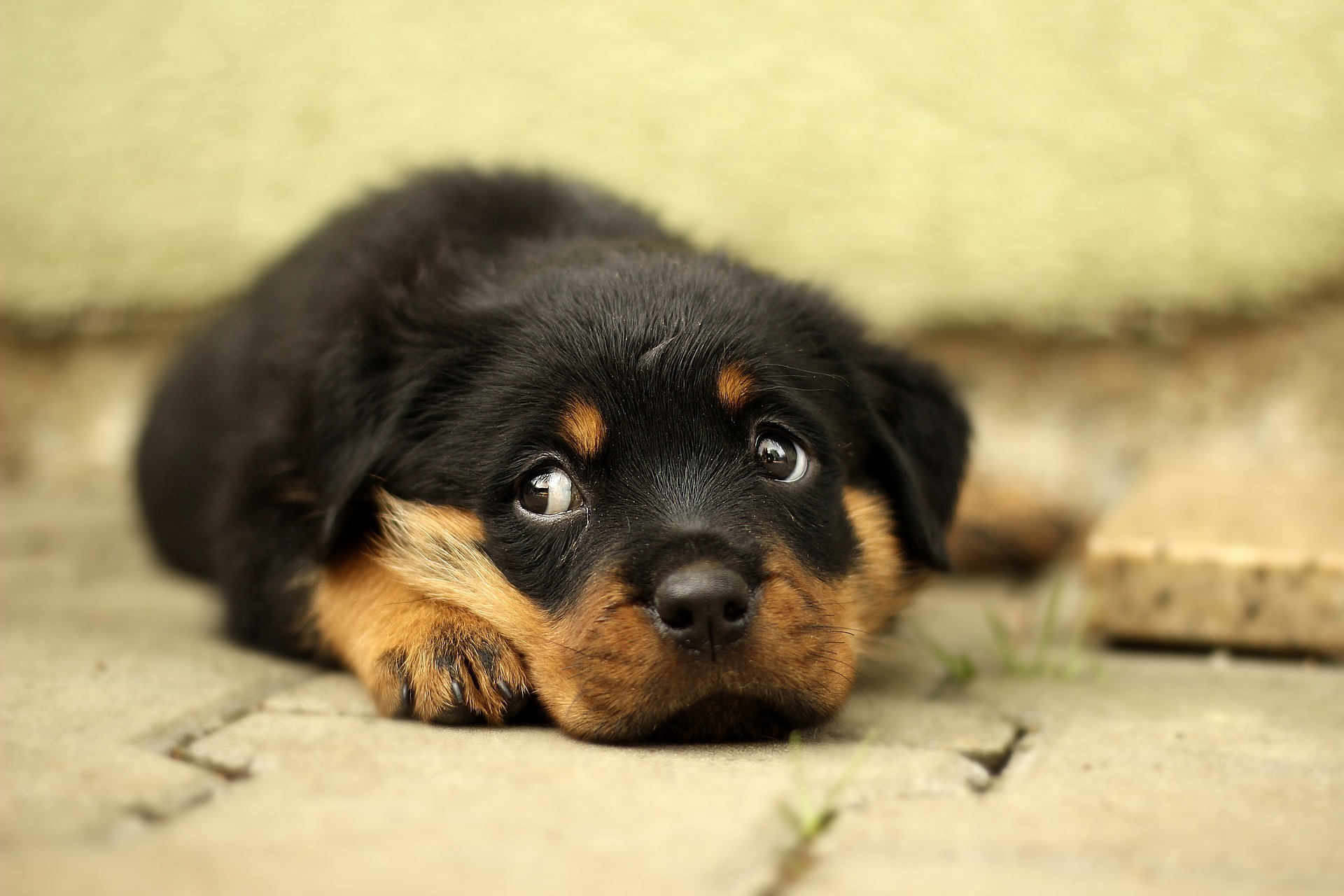 Rottweiler 869018 1920