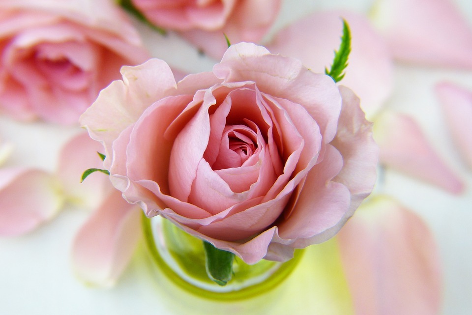Roze