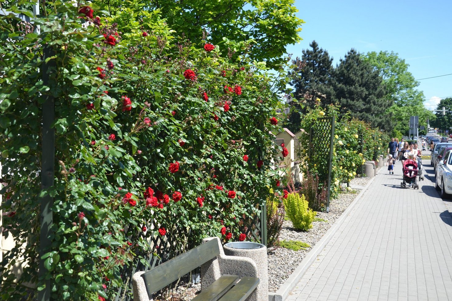 Roze w centrum 7