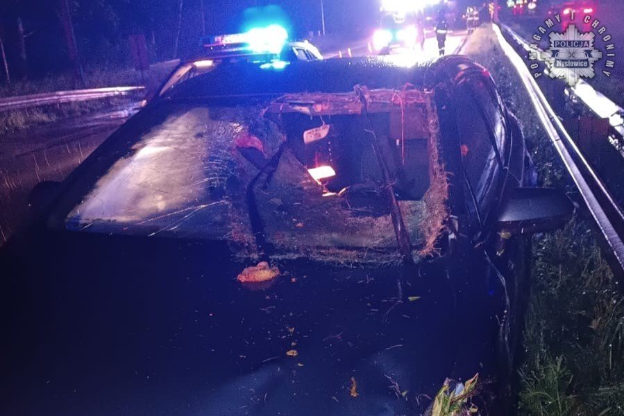 S1 zderzenie z łosiem