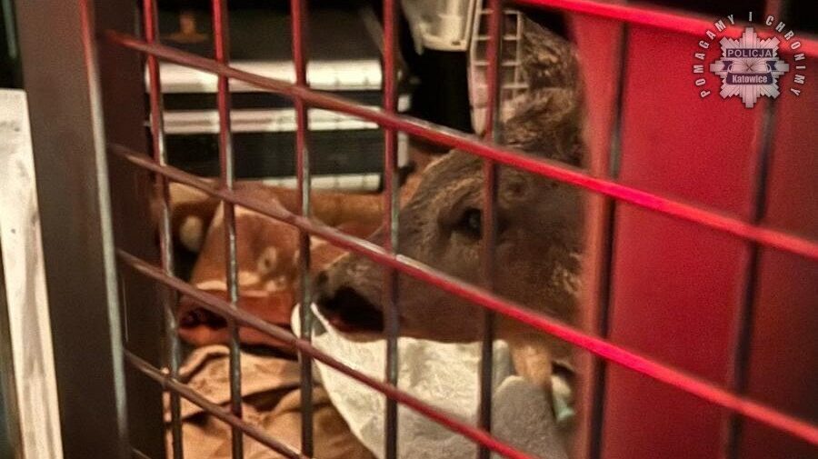 Sarna uratowana w katowicach