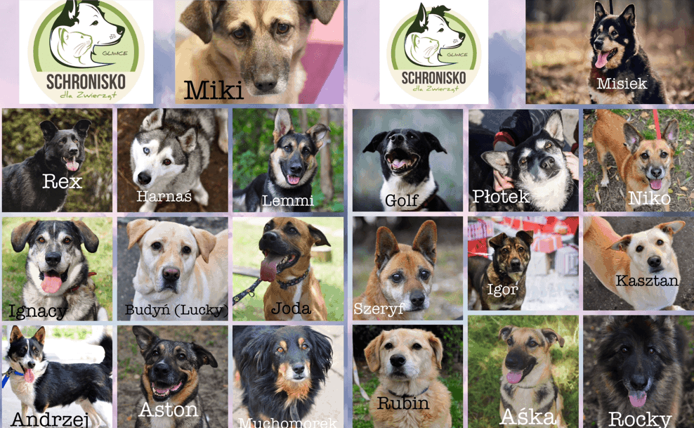 Schronisko dla zwierzat w gliwicach