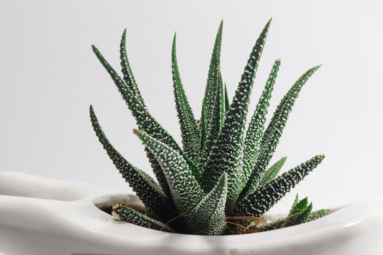 Shallow focus photo of aloe vera plants 3234638