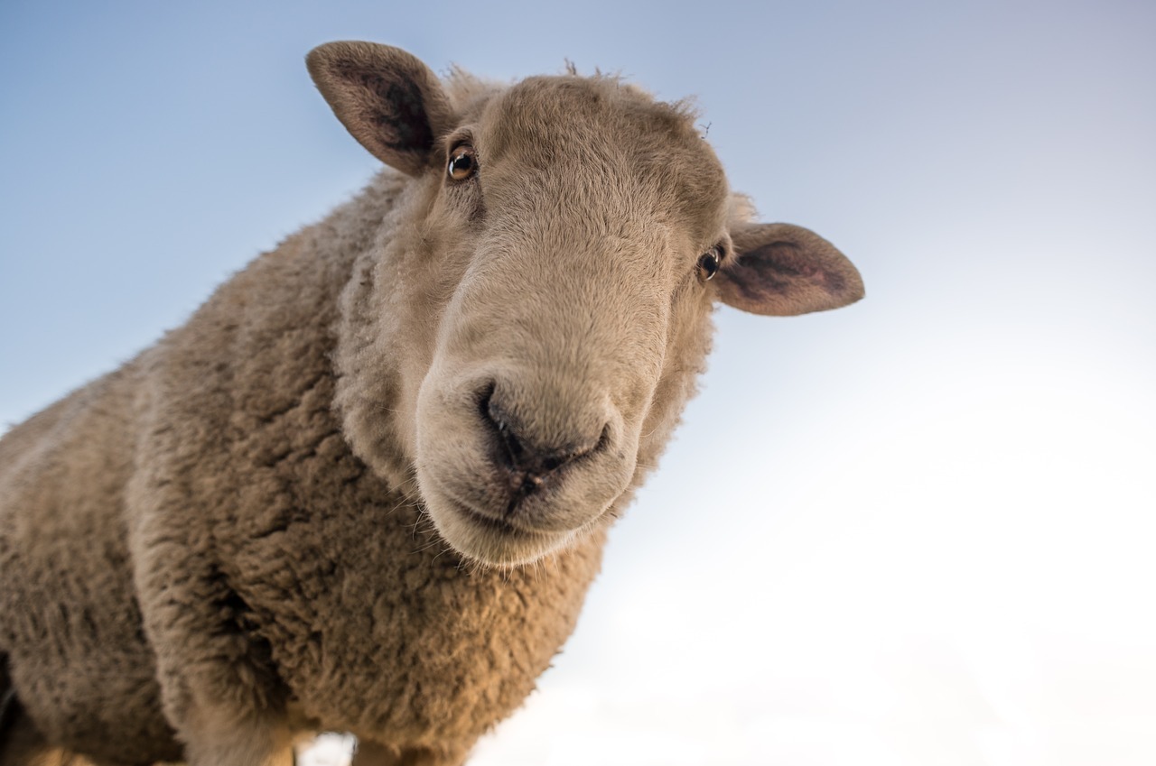 Sheep 1822137 1280