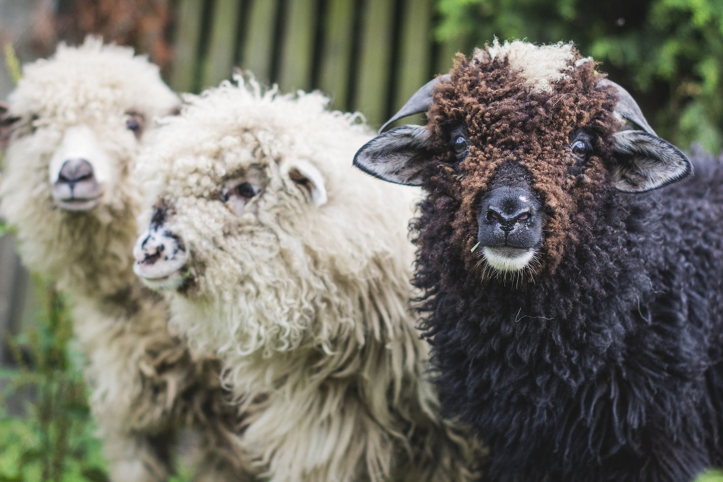Sheep 3484745 1920