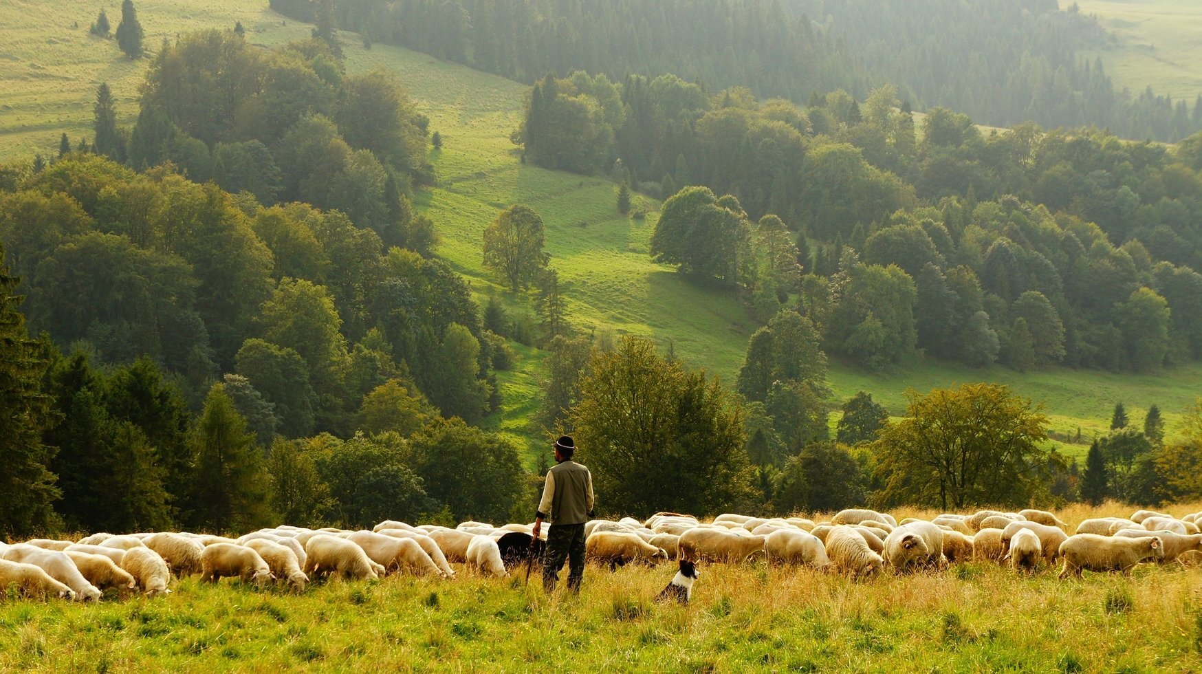 Sheep 690198 1920