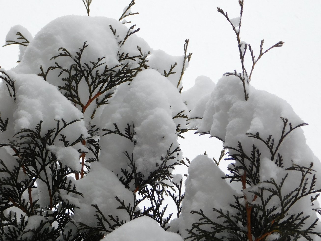 Snowfall returned 1998778
