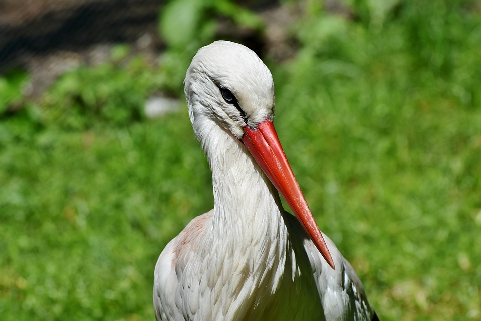 Stork 4248093 960 720
