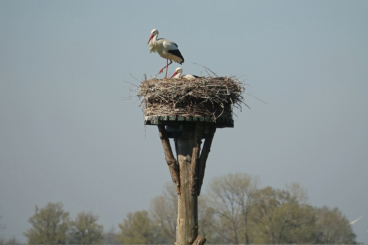 Stork 5104488 1280