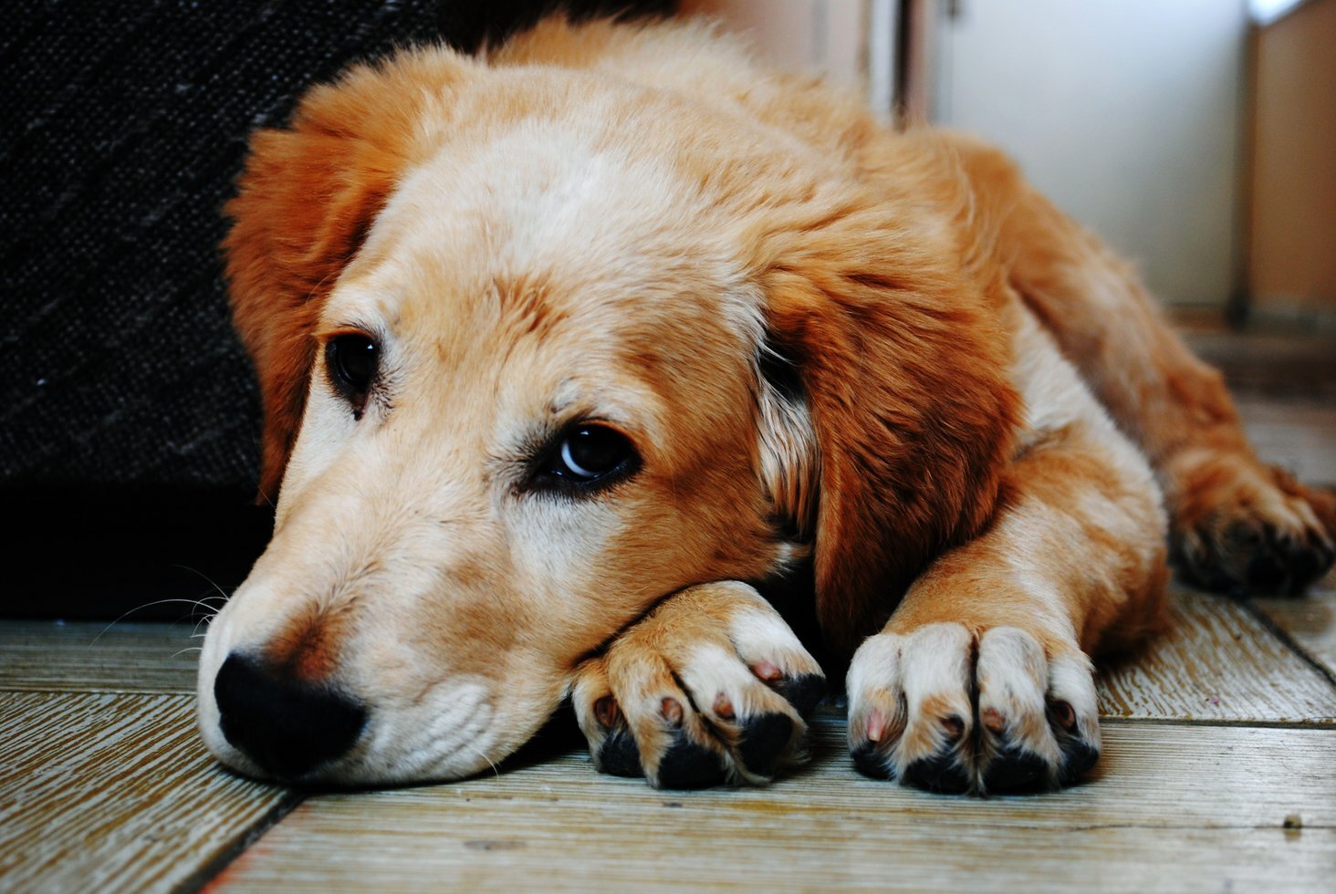Tan and white short coat dog laying down in a brown wooden 128817