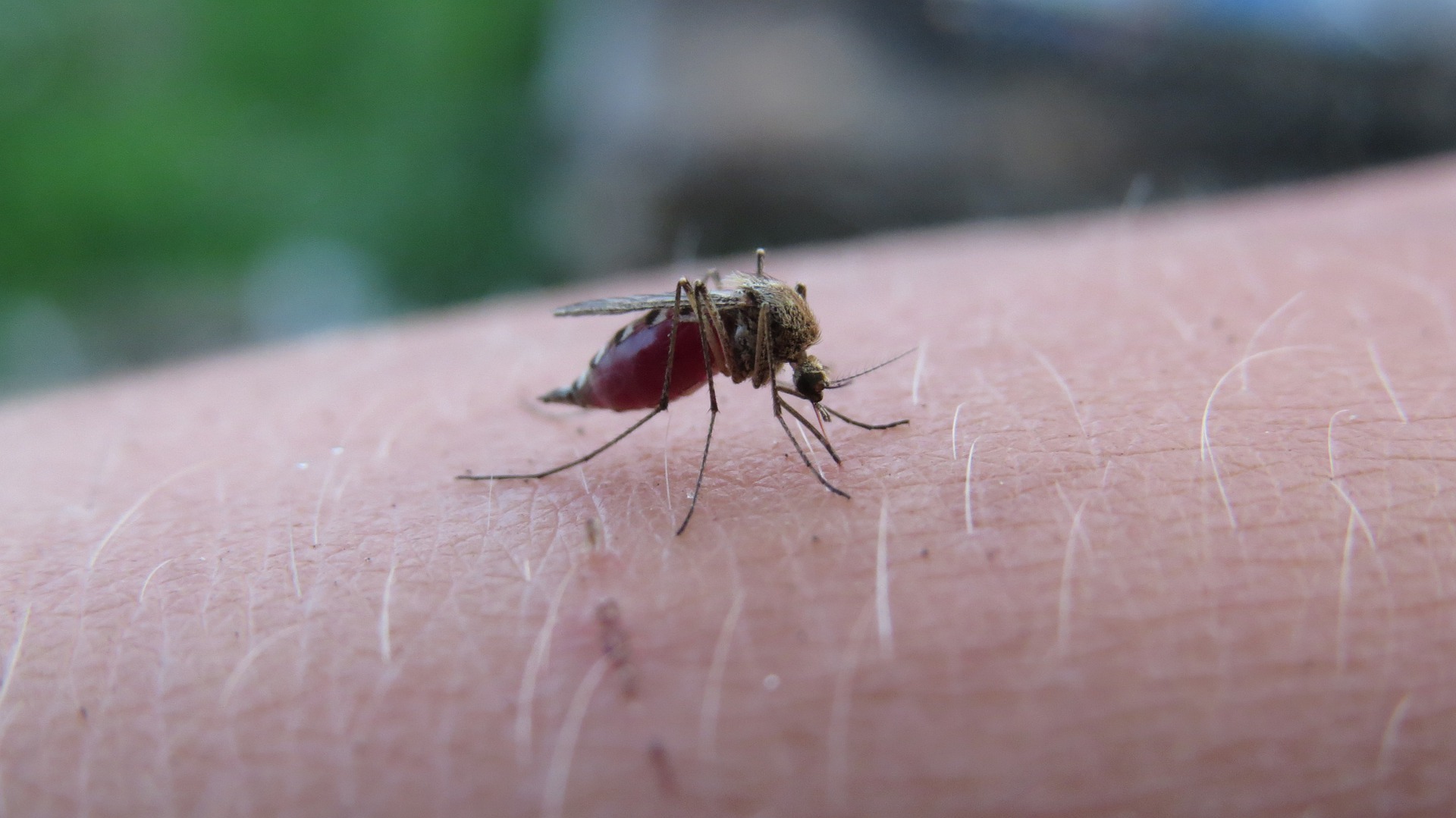 The mosquito 5219052 1920