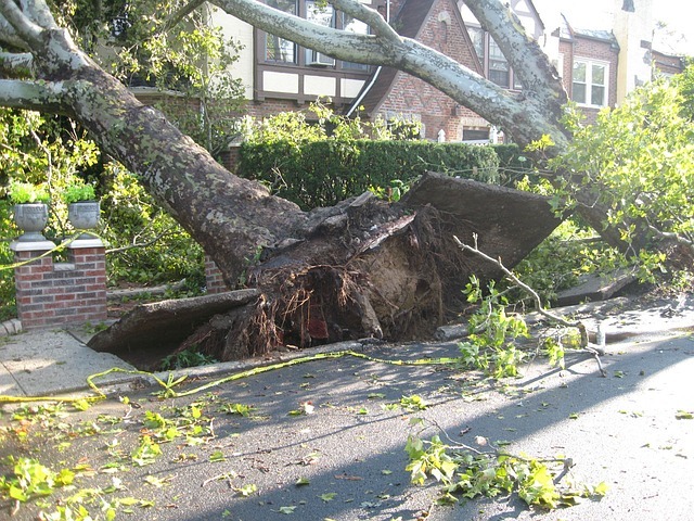 Tree 14340 640