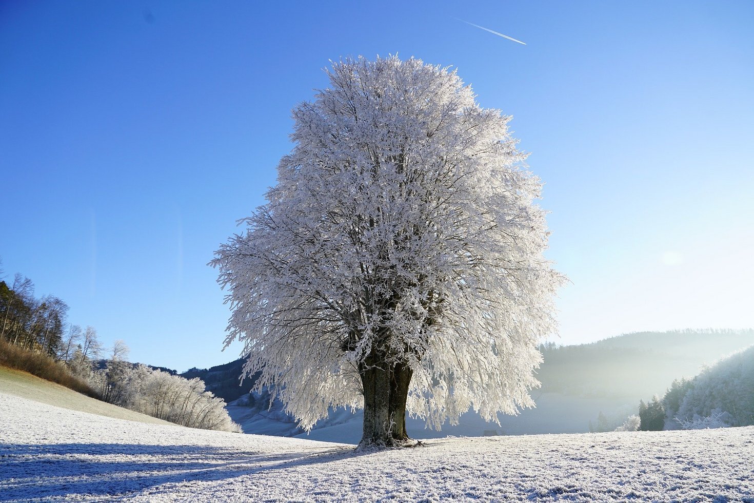 Tree 1959267 1920